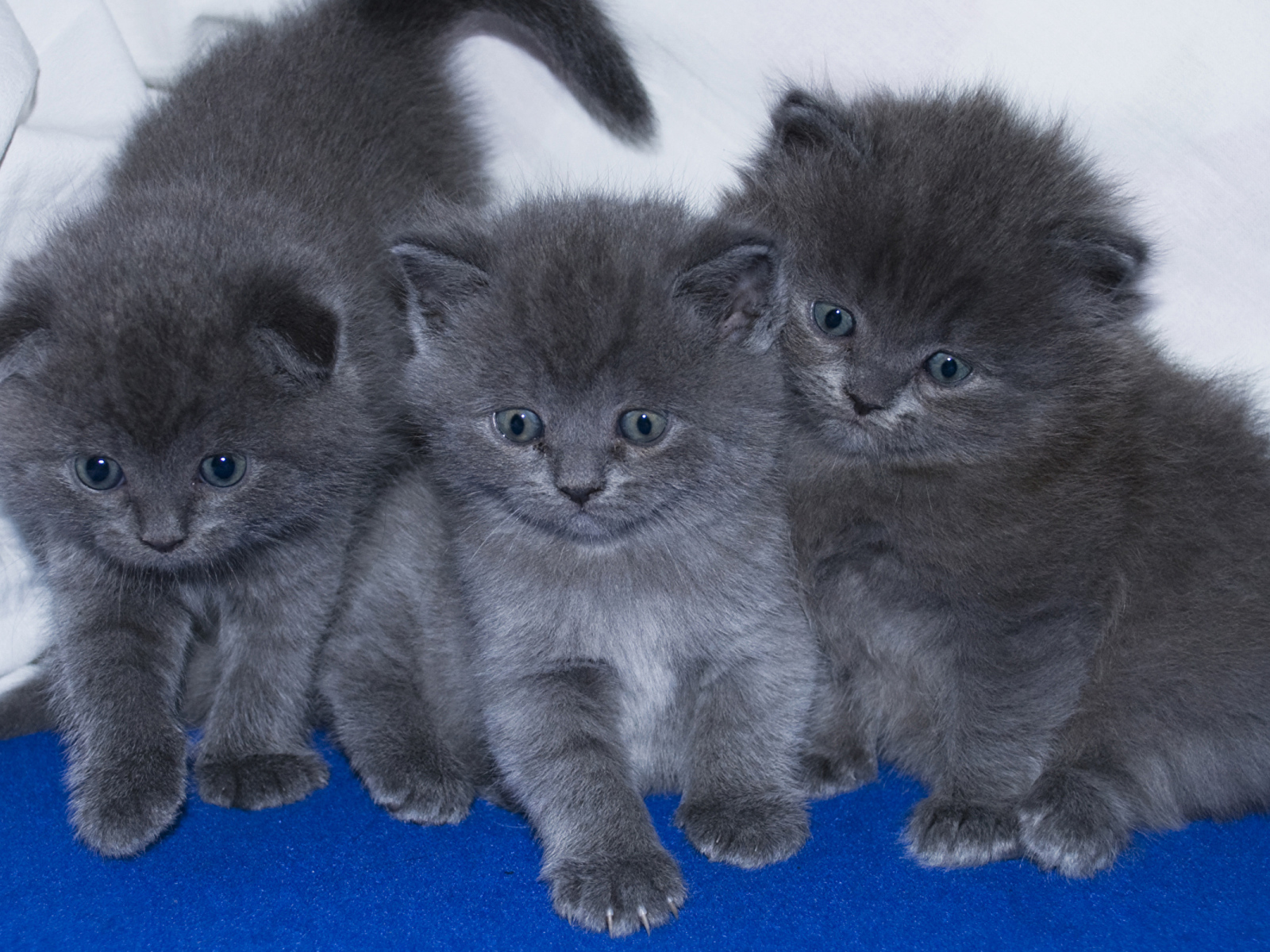 Три маленьких забавных серых котенка 