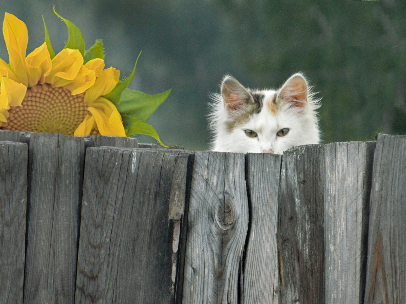 Белый кот выглядывает из-за забора