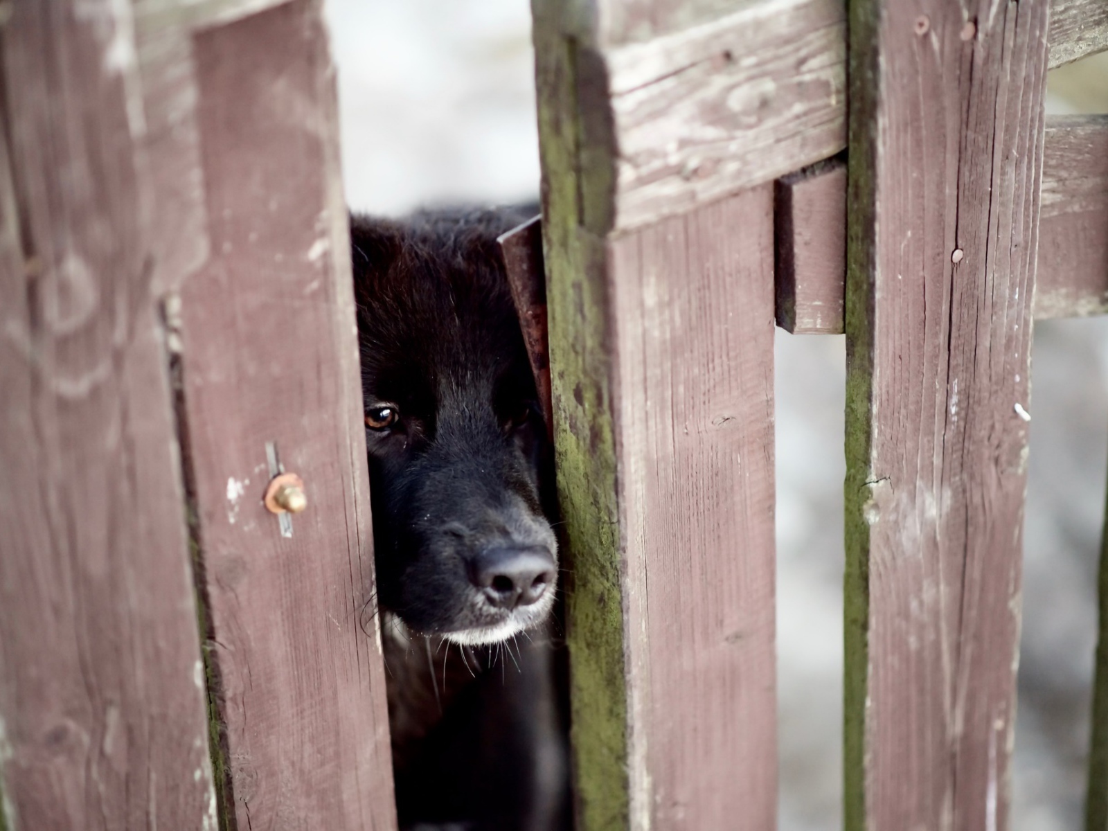 Любопытный черный пес заглядывает в щель в заборе