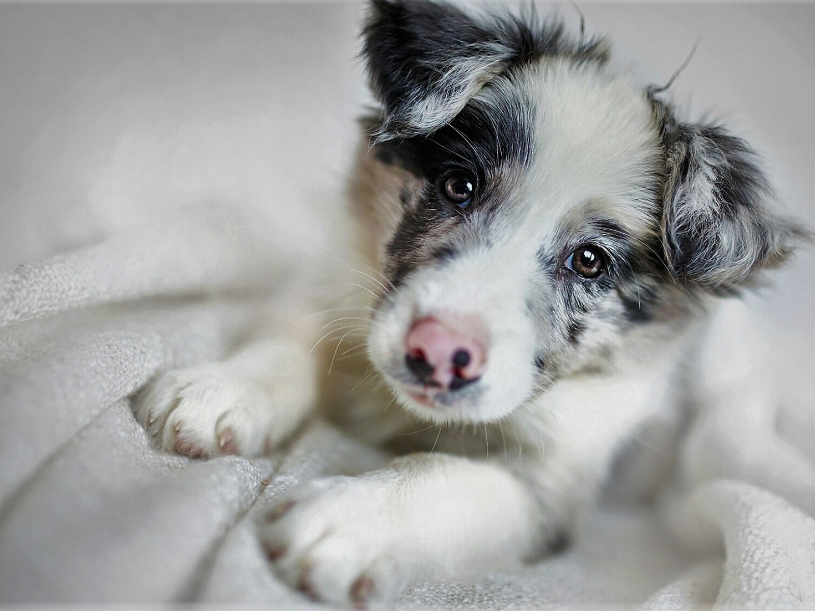 Забавная морда щенка бордер-колли