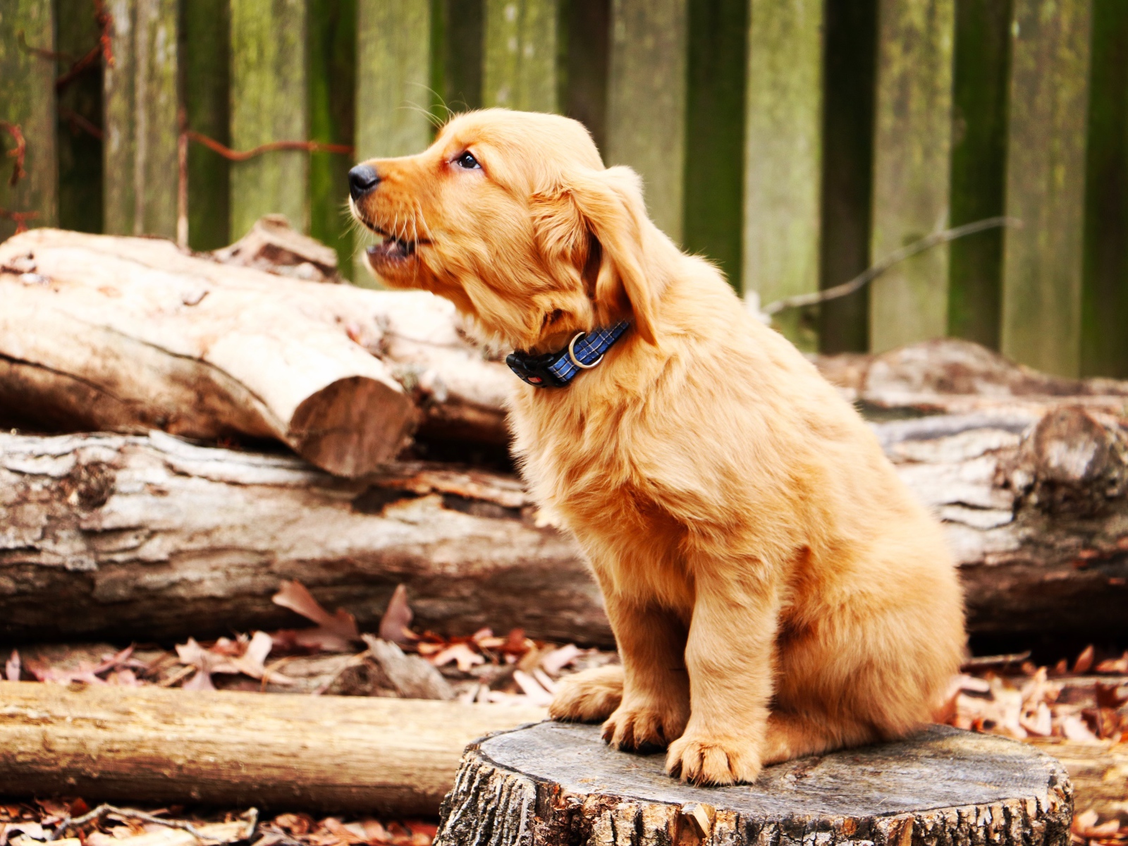 Щенок золотистого ретривера сидит на пне