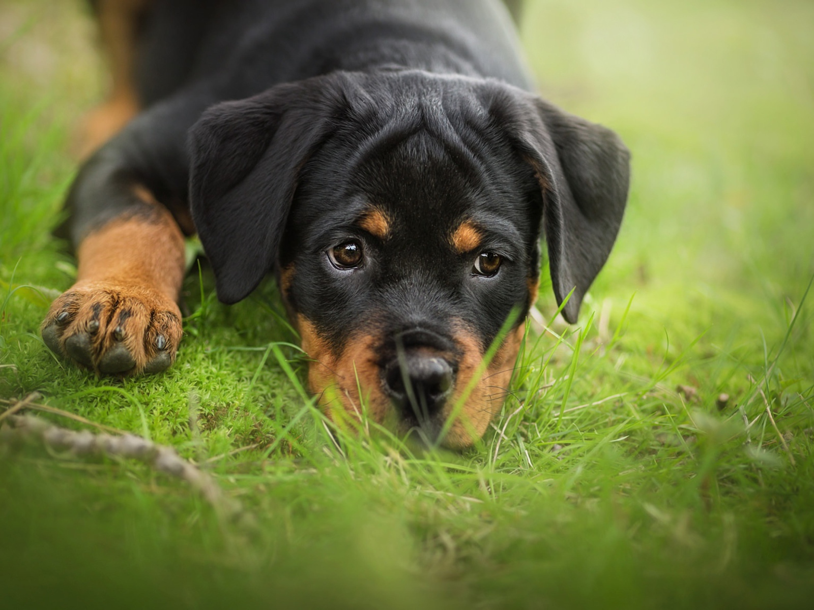 Грустный щенок ротвейлера лежит на зеленой траве