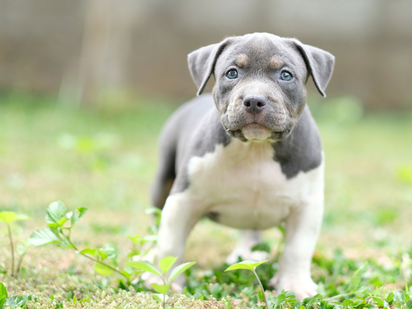 Маленький голубоглазый щенок английского стаффордширского  бультерьера