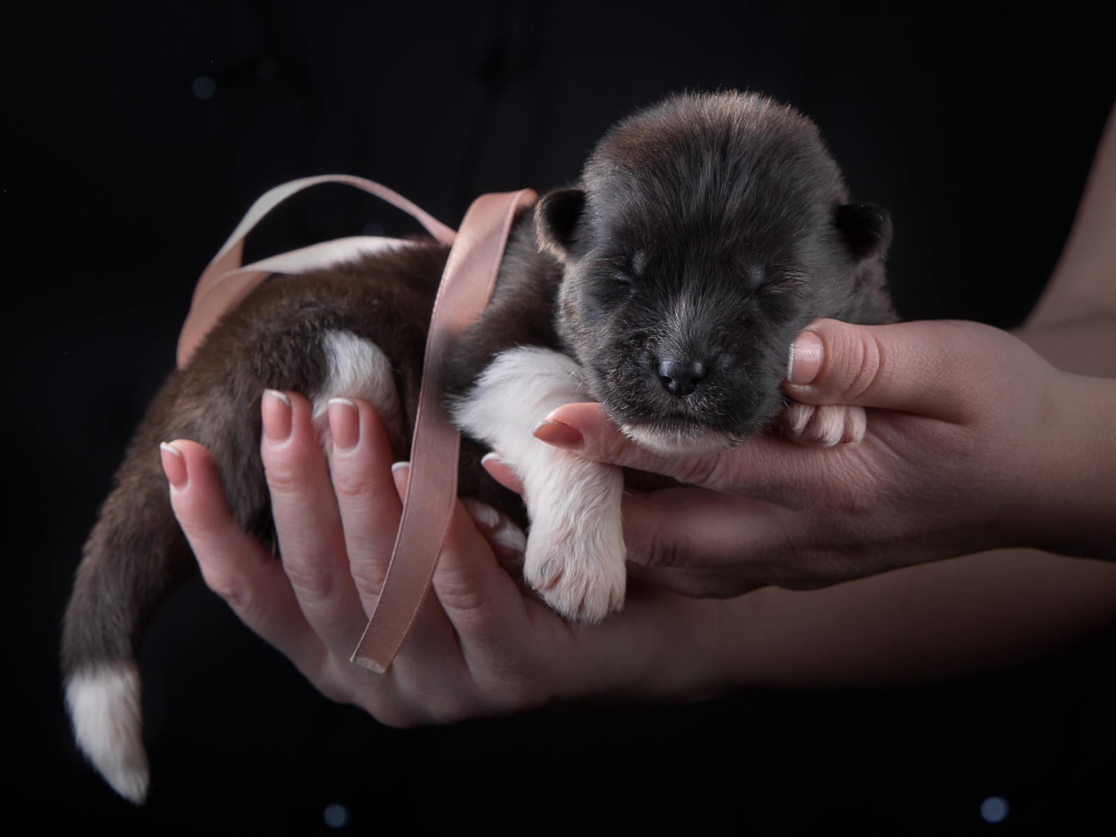 Маленький милый новорожденный щенок породы Американская акита в ладонях