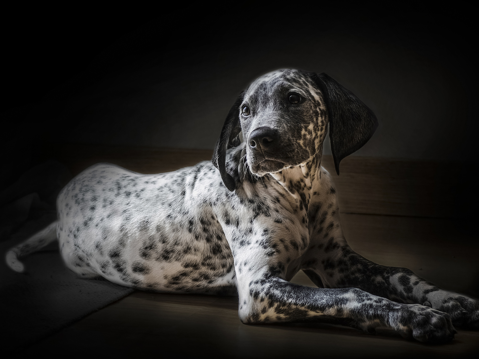 Красивый маленький щенок далматинец 