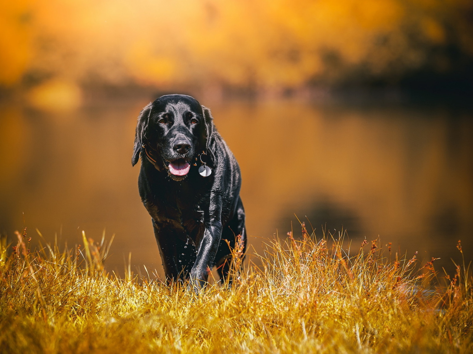 Черный мокрый лабрадор на сухой траве 