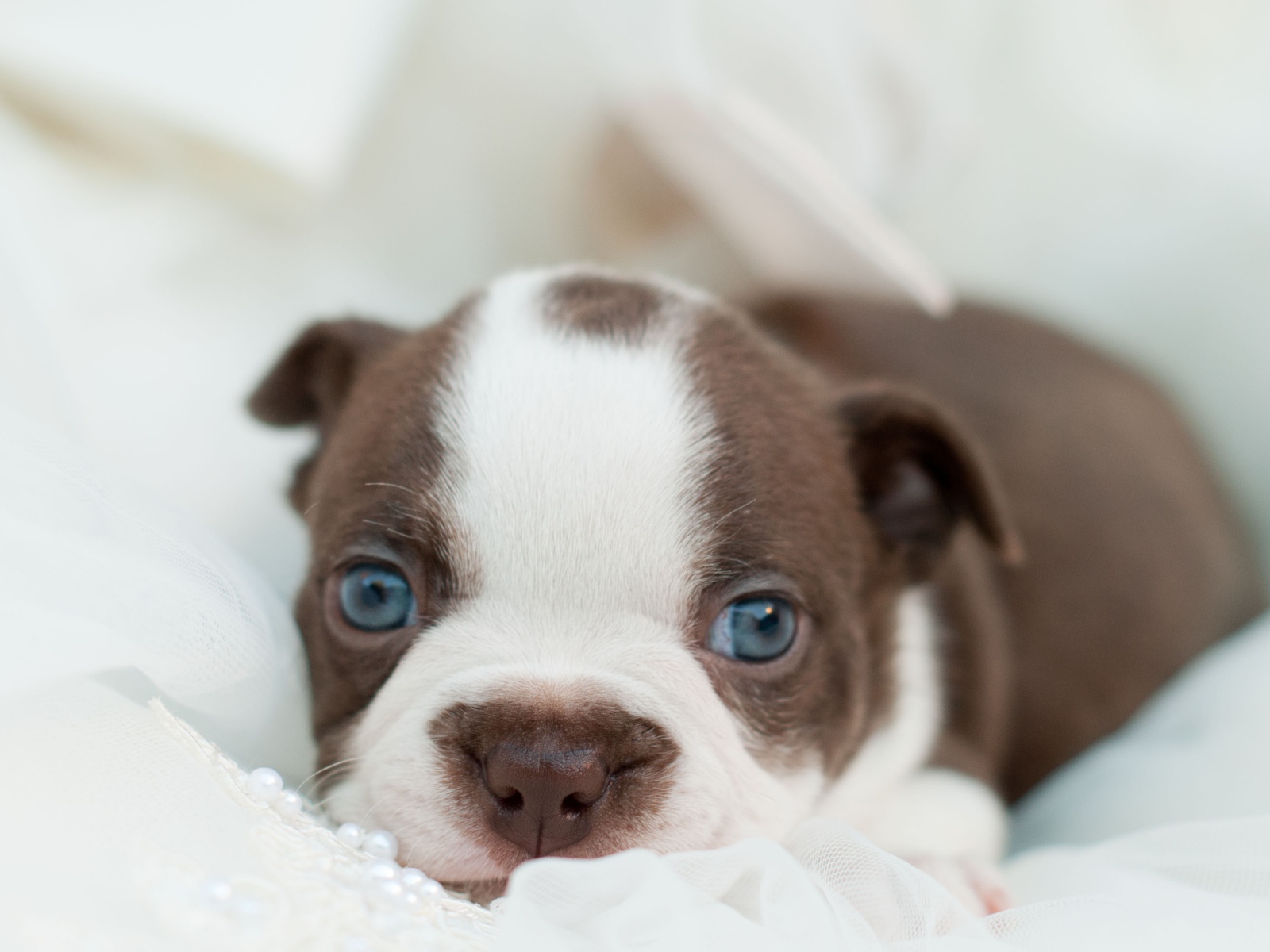 Голубоглазый маленький щенок французского бульдога 