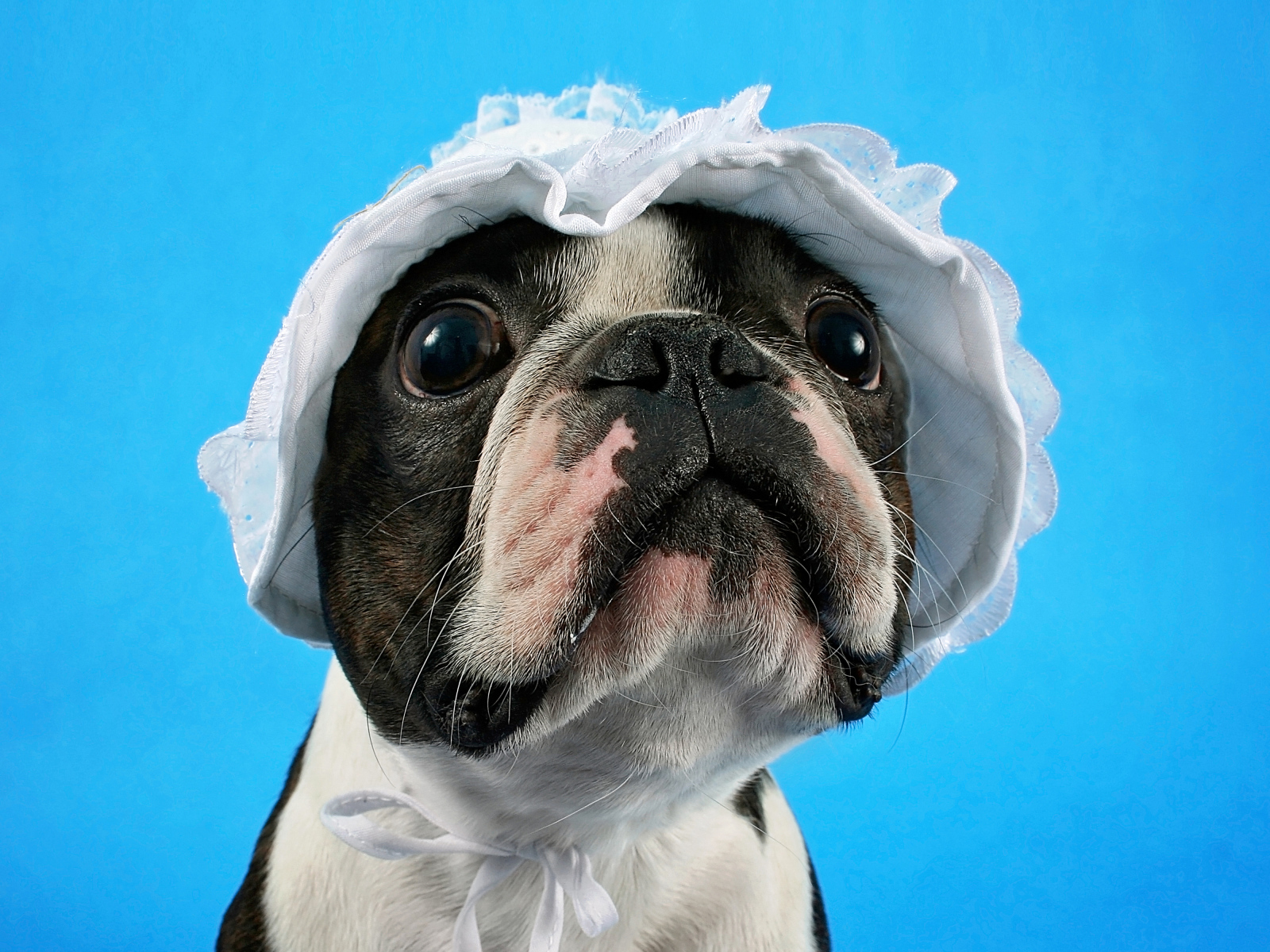 Бостон-терьер в белой шапке на голубом фоне