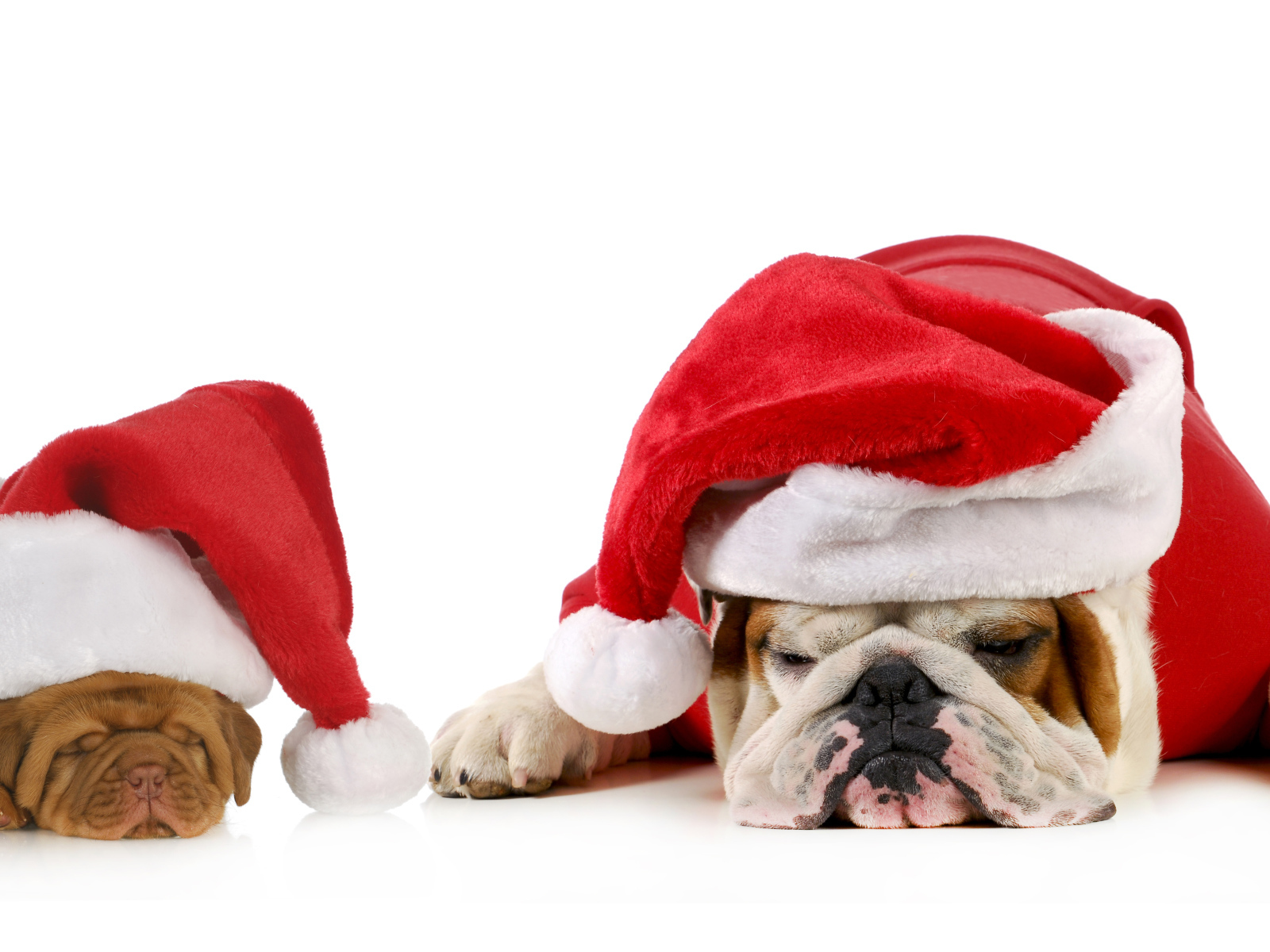 Бульдоги в новогодних костюмах  на белом фоне