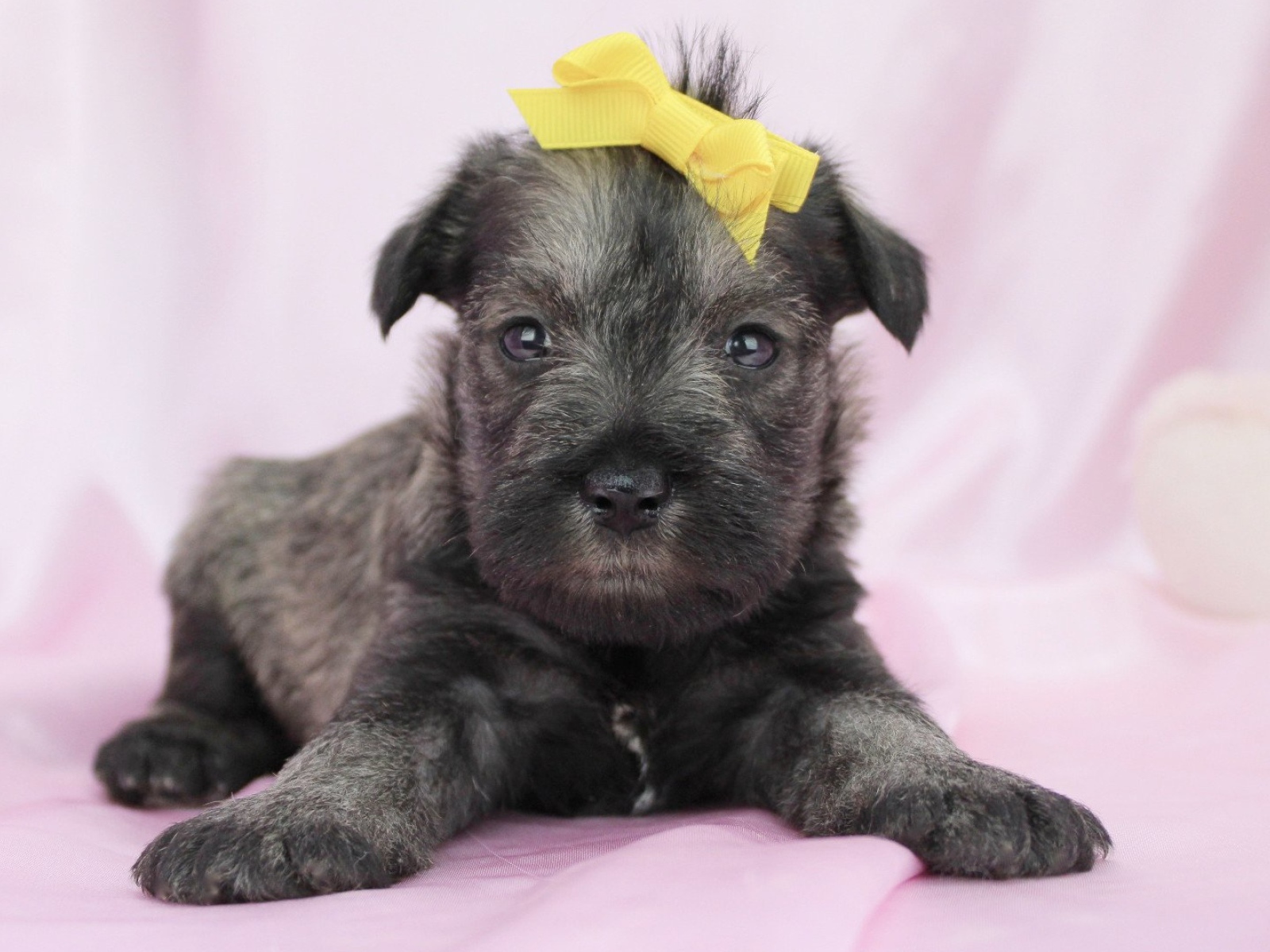 Милый щенок шнауцера с бантом на голове