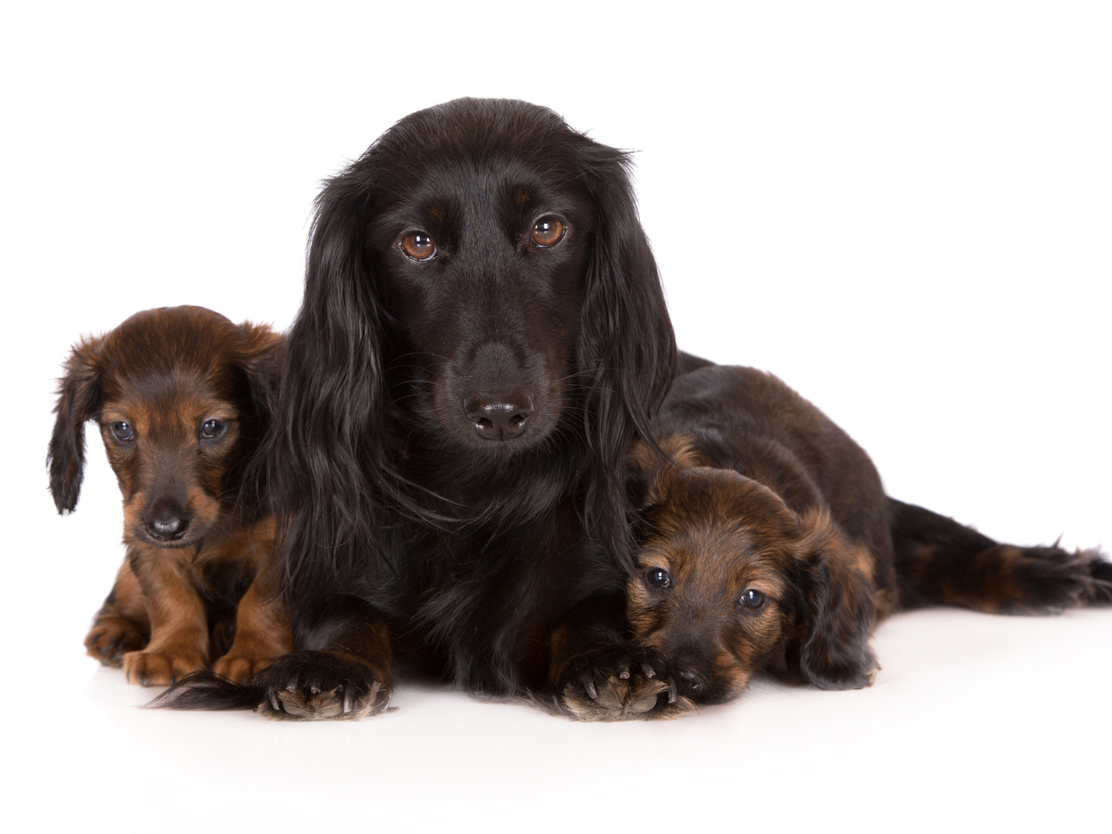 Такса с двумя забавными щенками на белом фоне