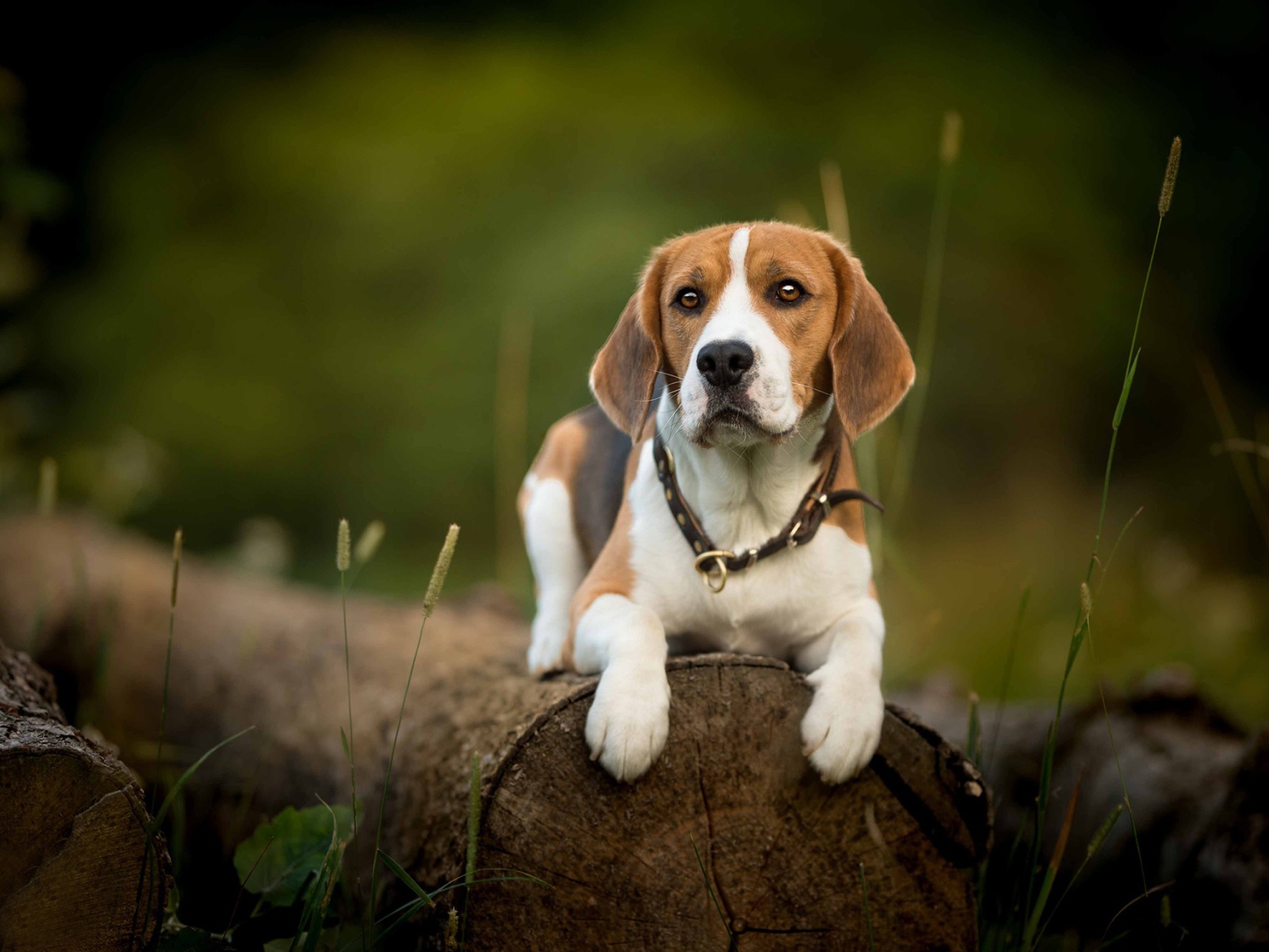 Собака породы бигль лежит на сухом бревне