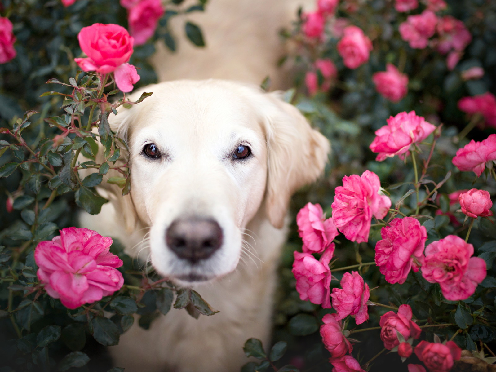 Собака породы золотистый ретривер  в розах 