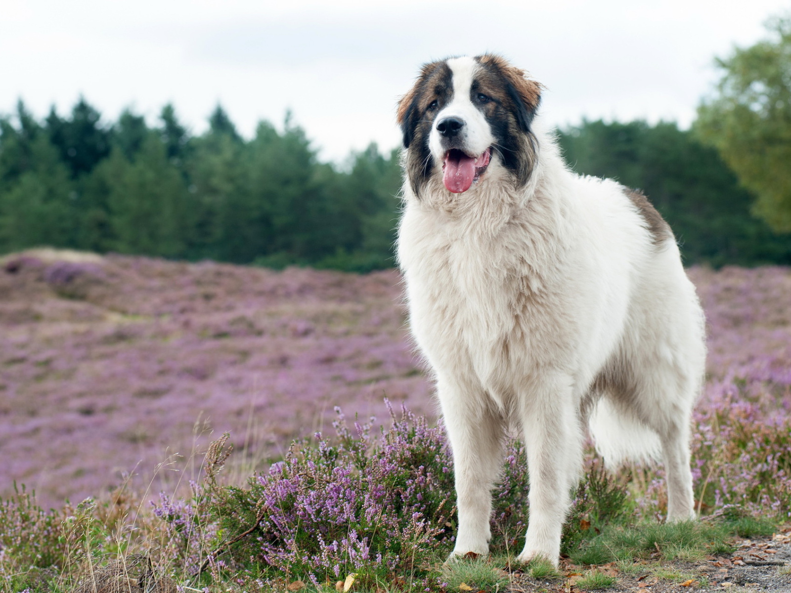 Собака породы московская сторожевая на поле с сиреневыми цветами
