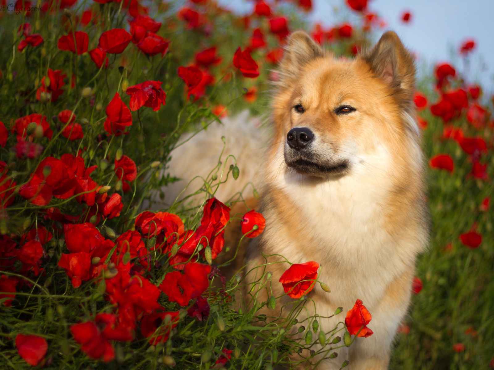 Собака породы Евразиер стоит в красных маках летом