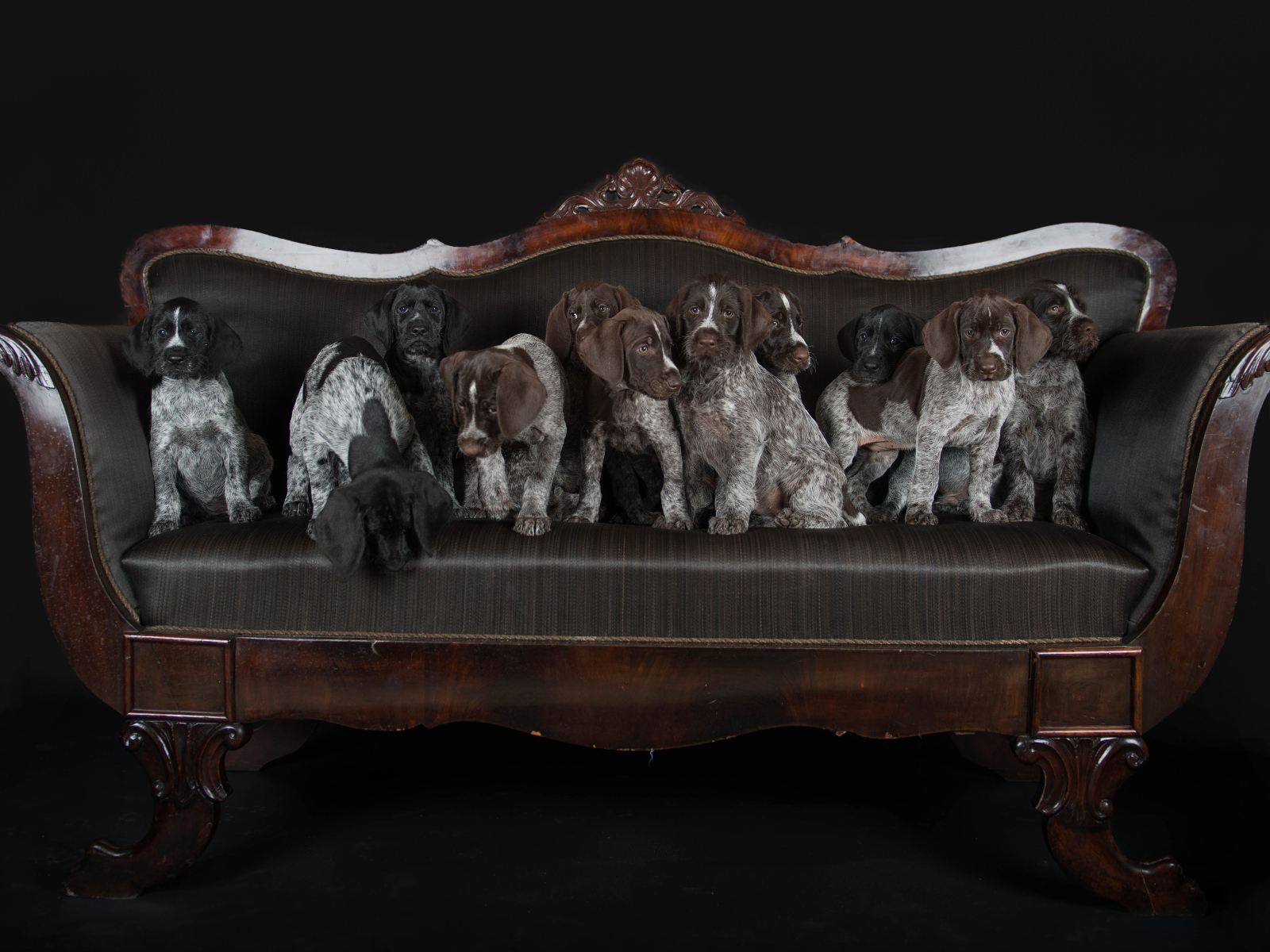 Щенки породы Дратхаар и Курцхаар сидят на кожаном диване 