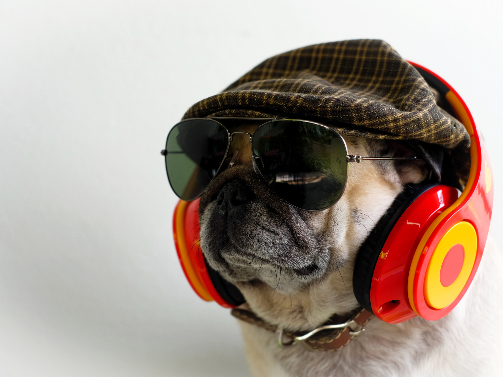 Английский бульдог в наушниках, очках и кепке 