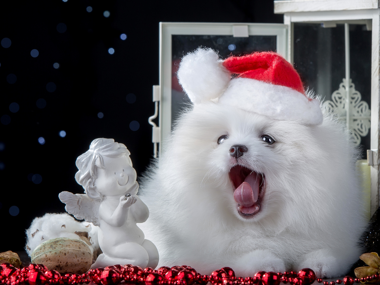 Пушистый белый шпиц с новогодним декором, символ нового года 2018