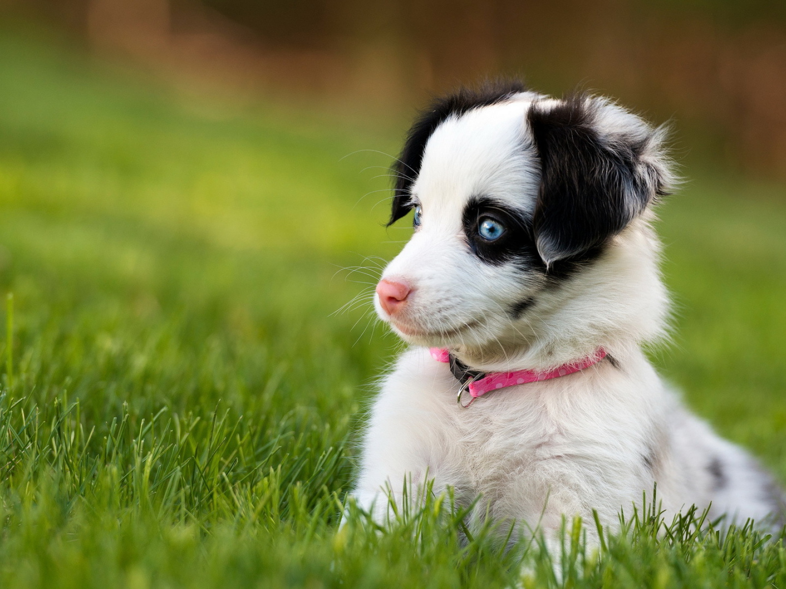 Забавный щенок с голубыми глазами сидит в зеленой траве
