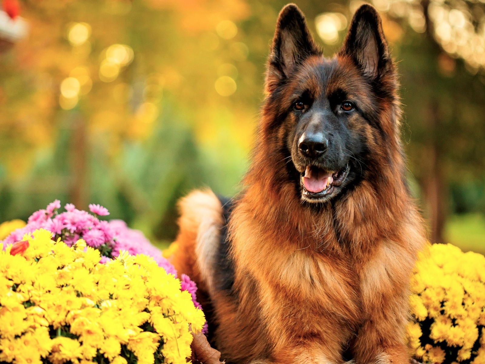 Немецкая овчарка с высунутым языком с кустами хризантем