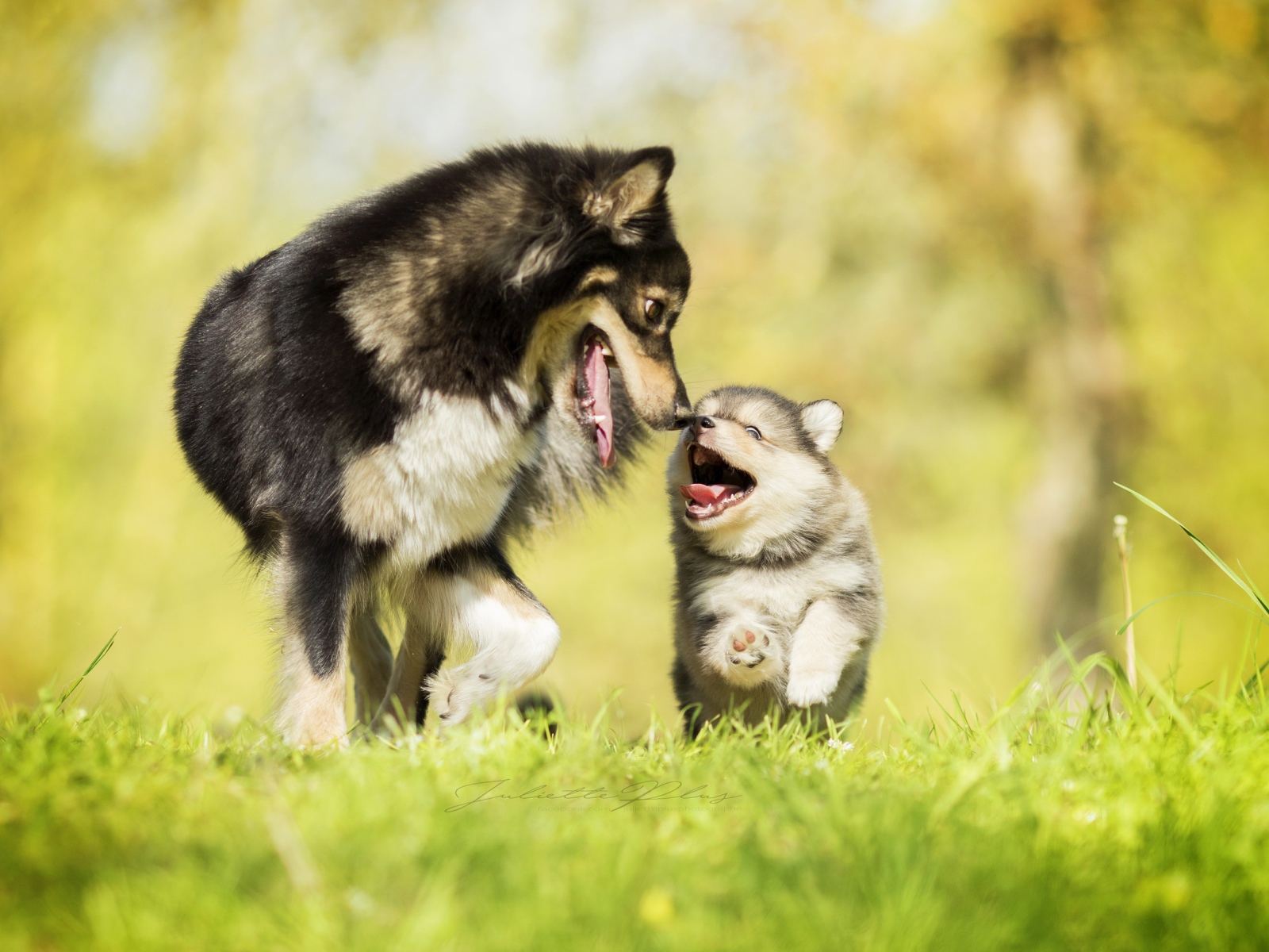 Серая большая собака с веселым маленьким щенком 
