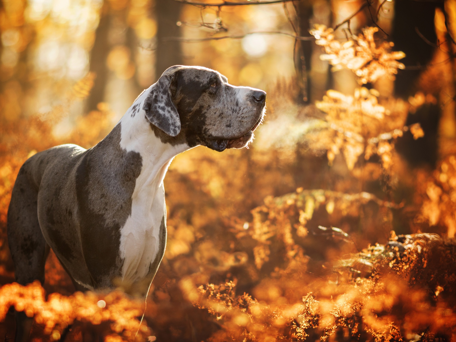Большой Немецкий дог гуляет в осеннем лесу