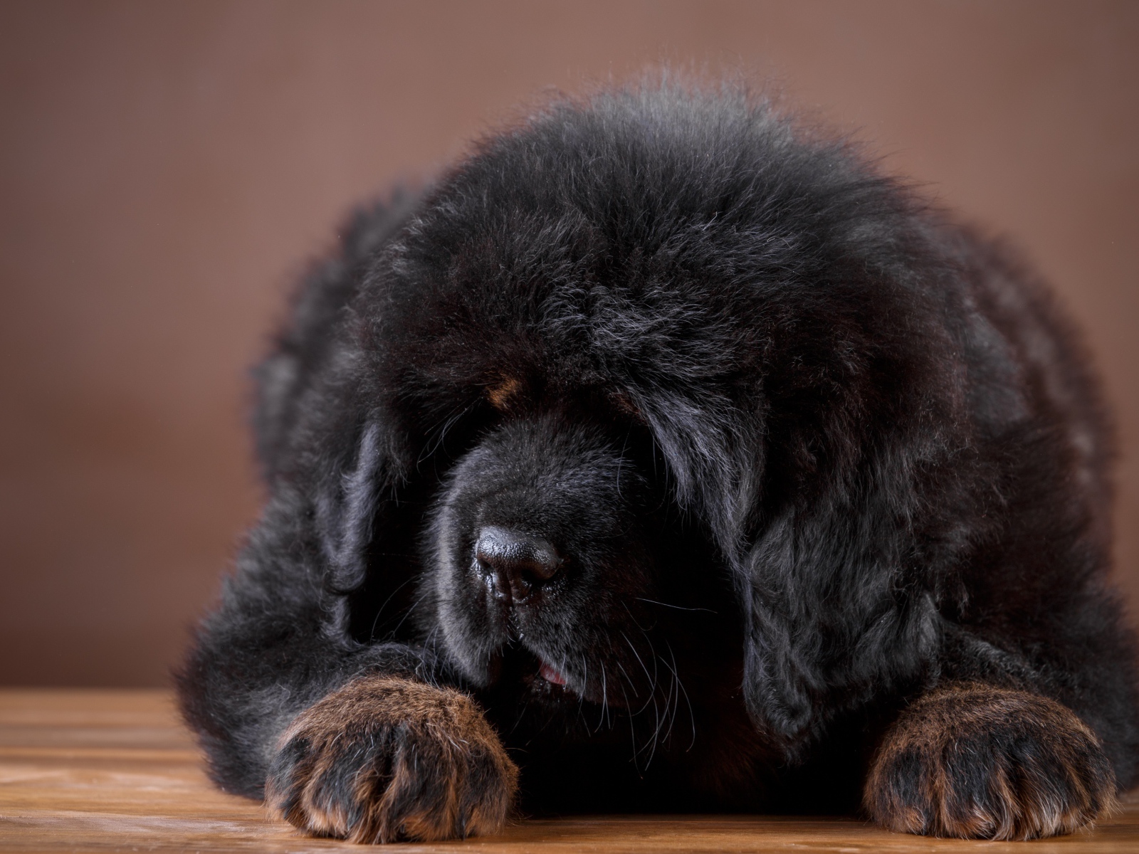 Большой пушистый черный щенок тибетского мастифа