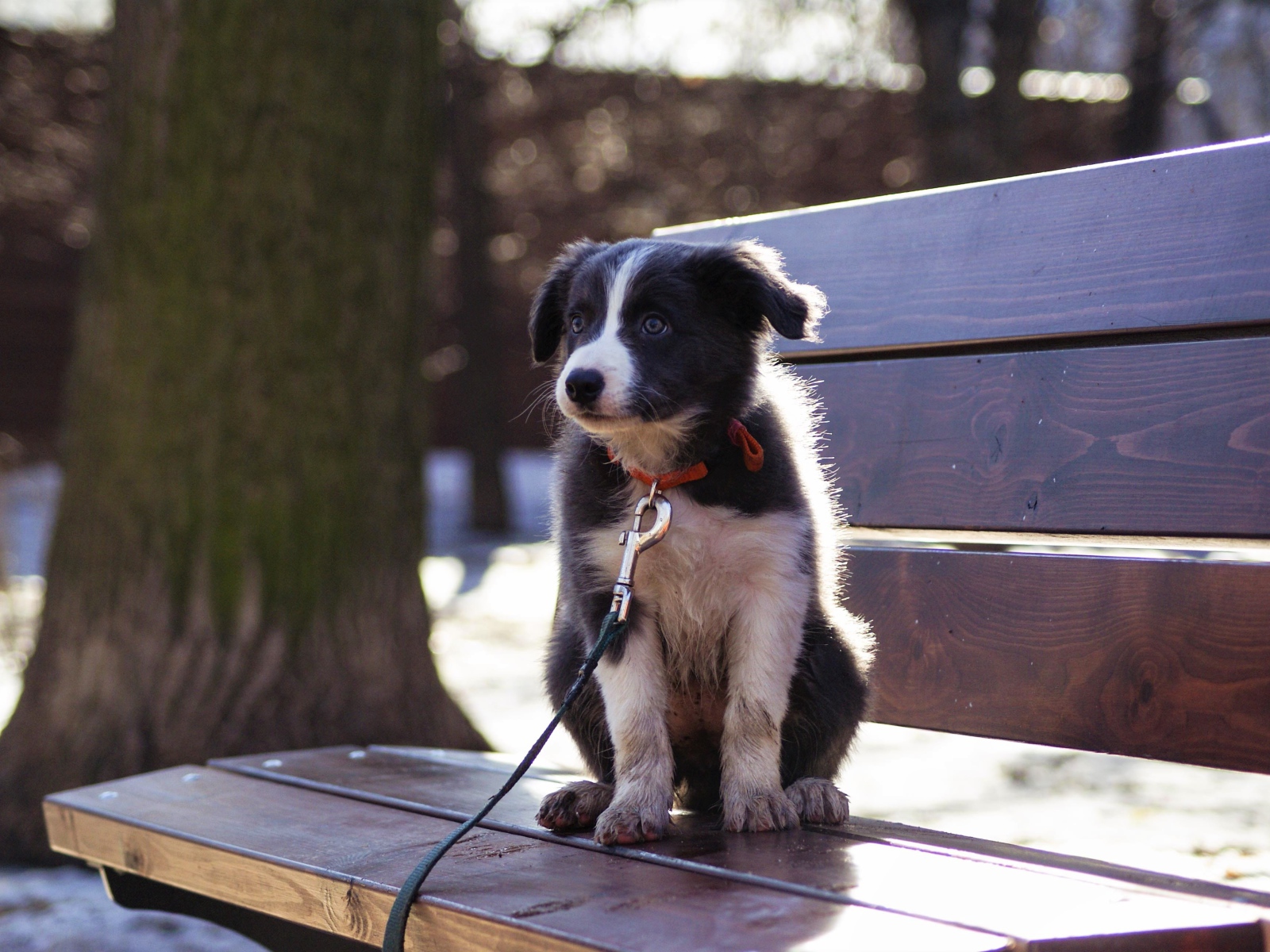 Маленький щенок бордер - колли сидит на лавочке