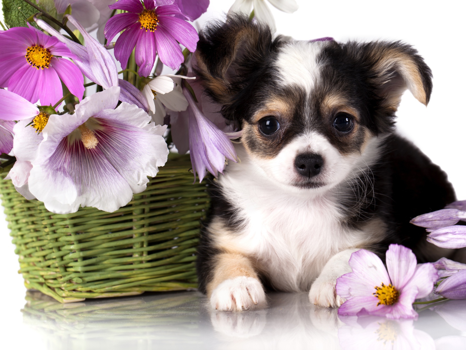 Маленький щенок чихуахуа с корзиной цветов космеи