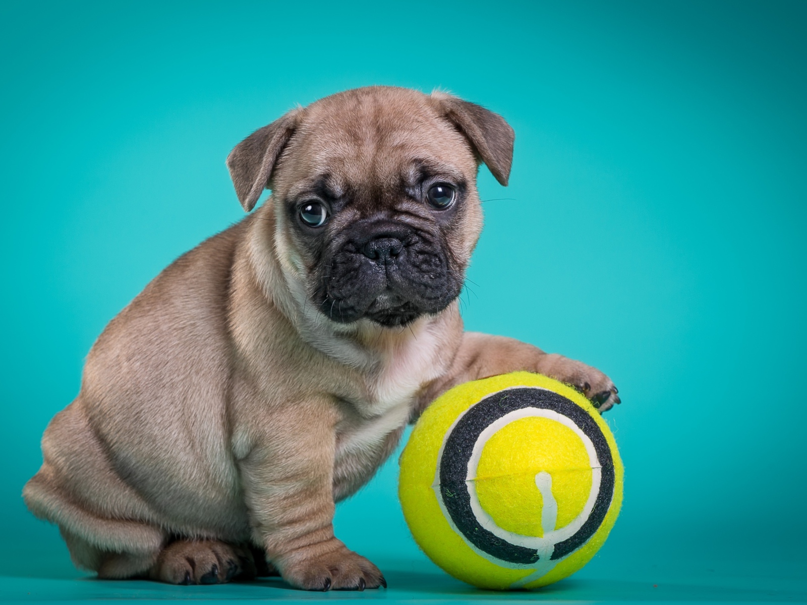 Маленький щенок бульдога с мячиком на голубом фоне