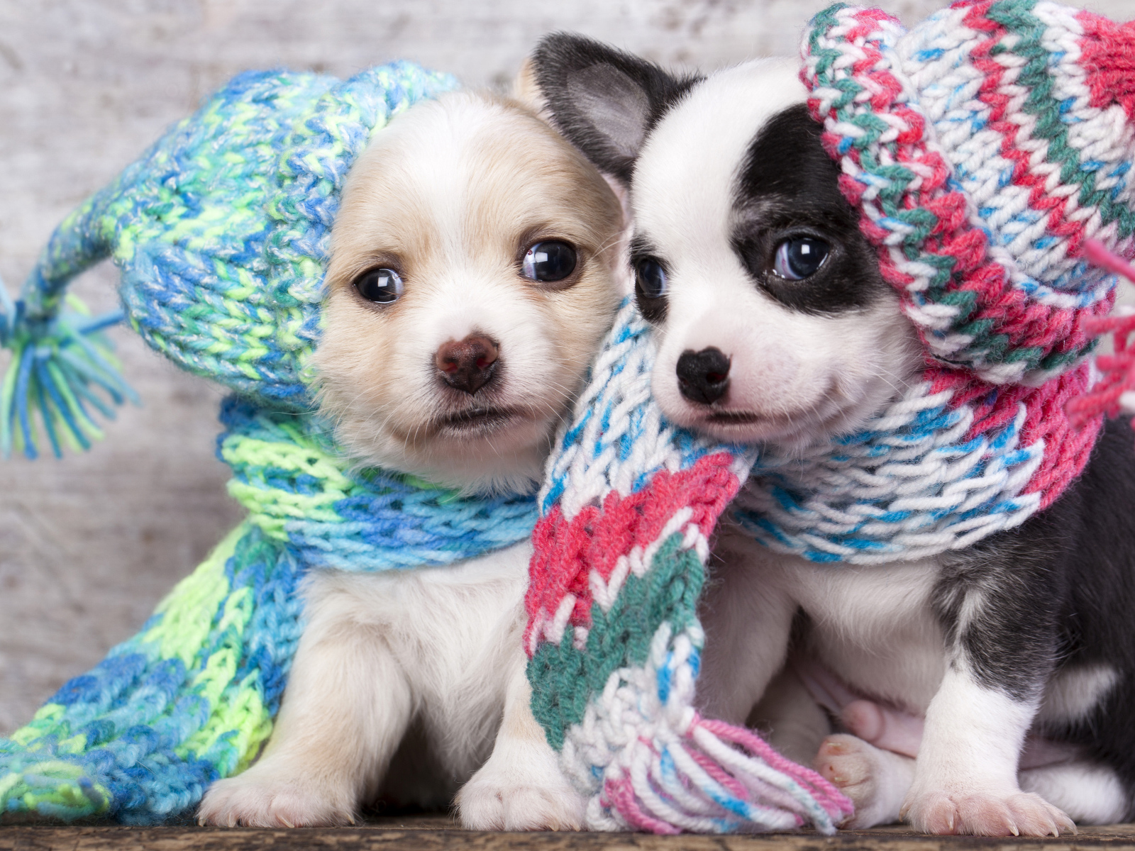Маленькие щенята в забавных вязаных шапках 