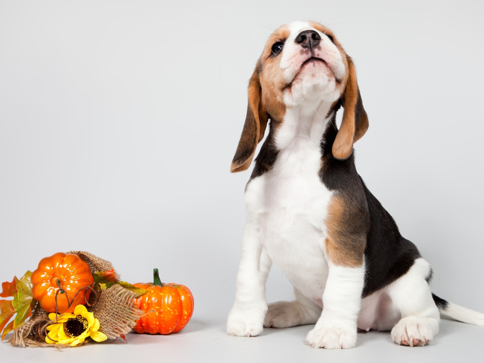 Маленький щенок бигля позирует на сером фоне