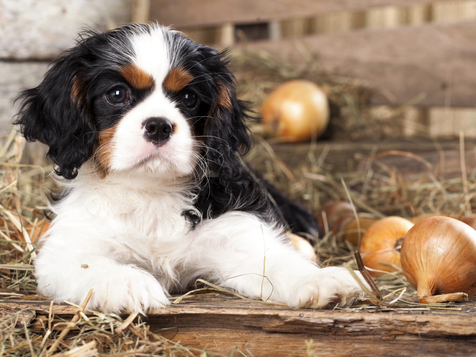 Щенок Кавалер Кинг Чарльз Спаниель лежит на сухой траве