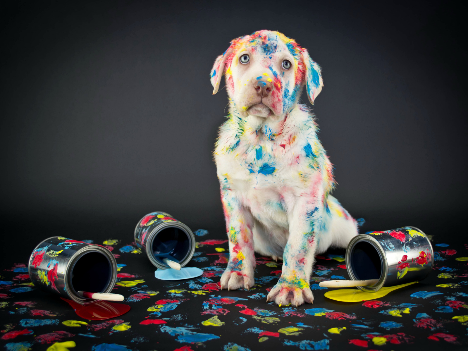 Щенок золотистого ретривера вымазался в краску