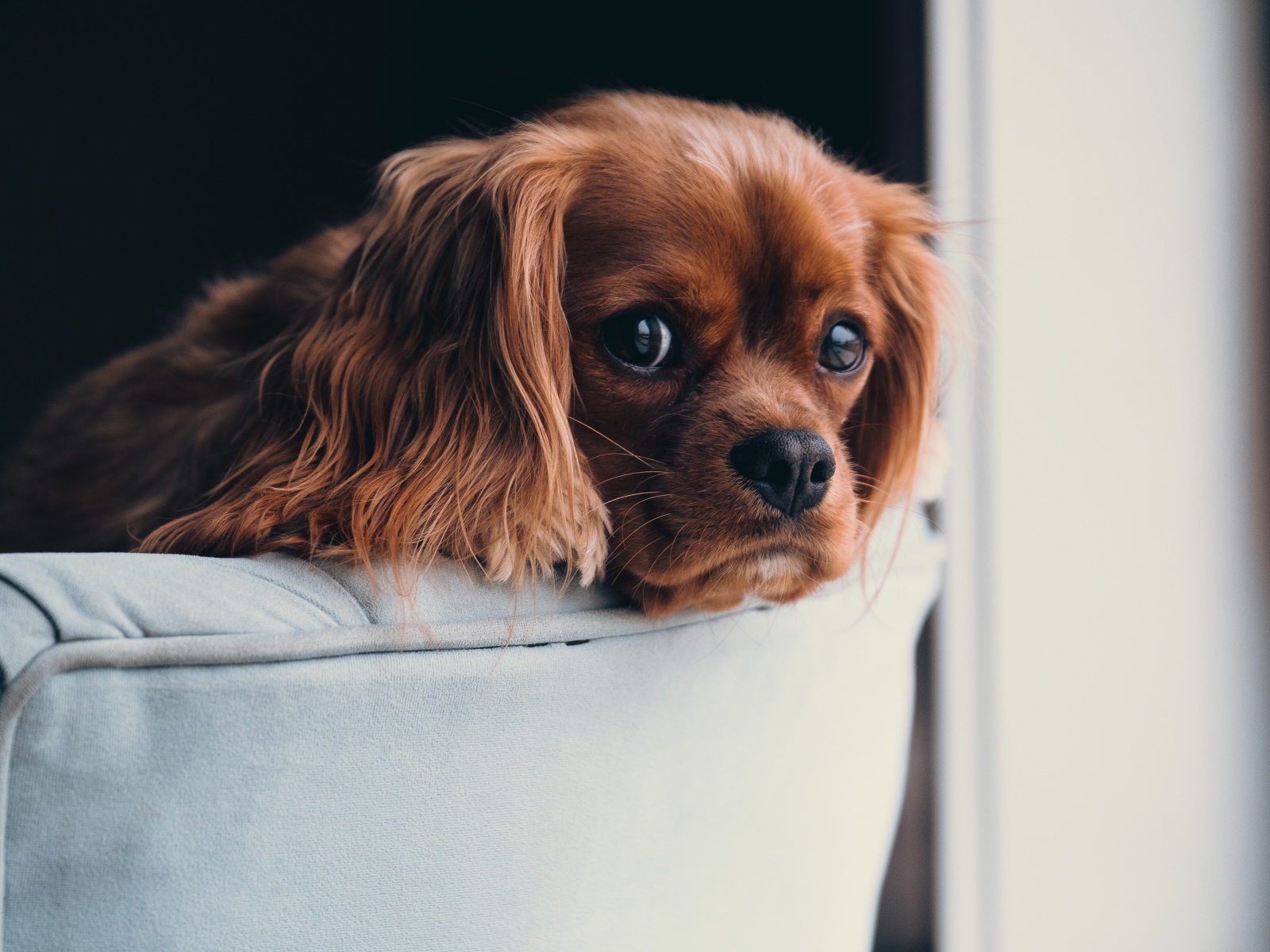 Щенок с грустным взглядом лежит на спинке дивана