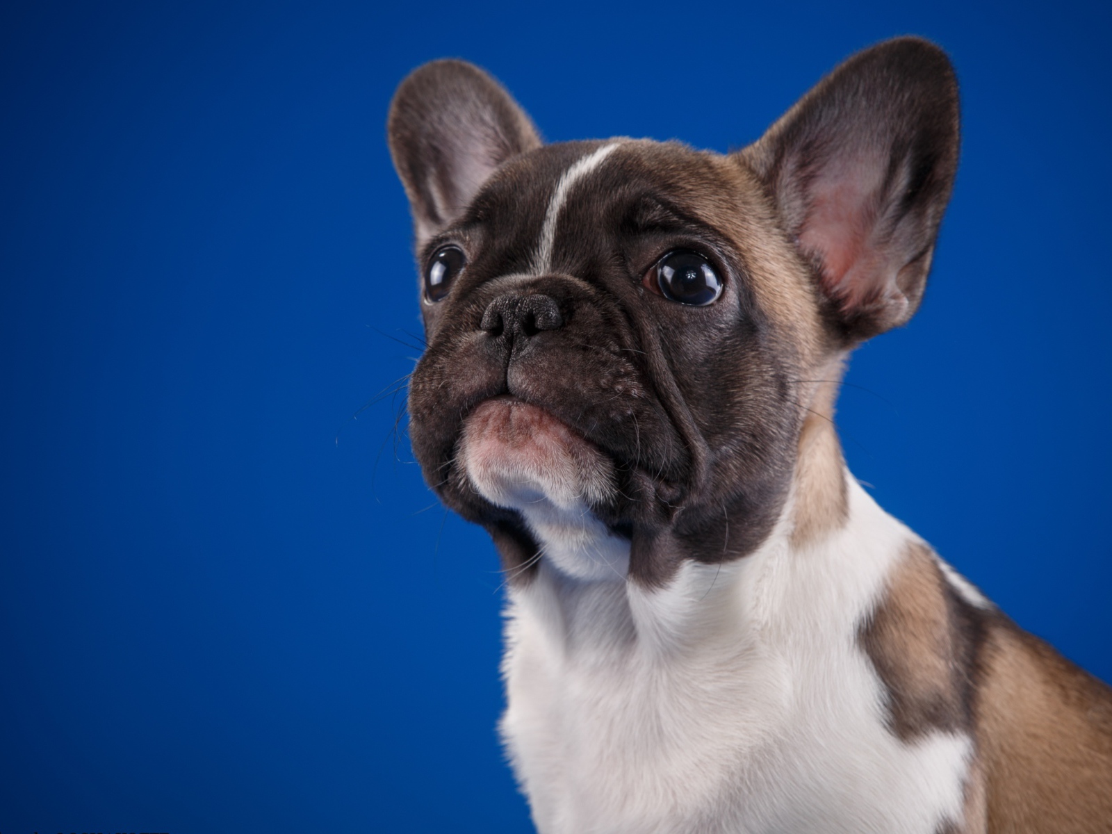 Грустный маленький французский бульдог на голубом фоне