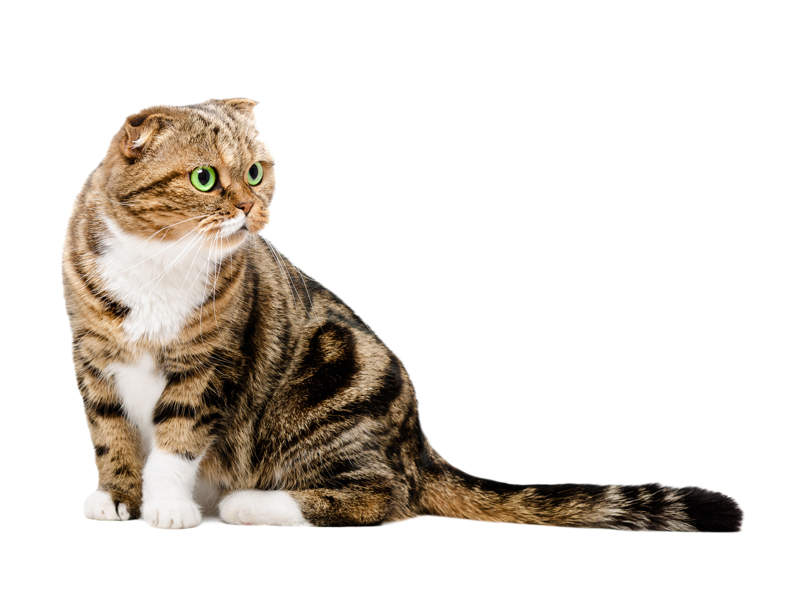 Шотландский вислоухий кот на белом фоне