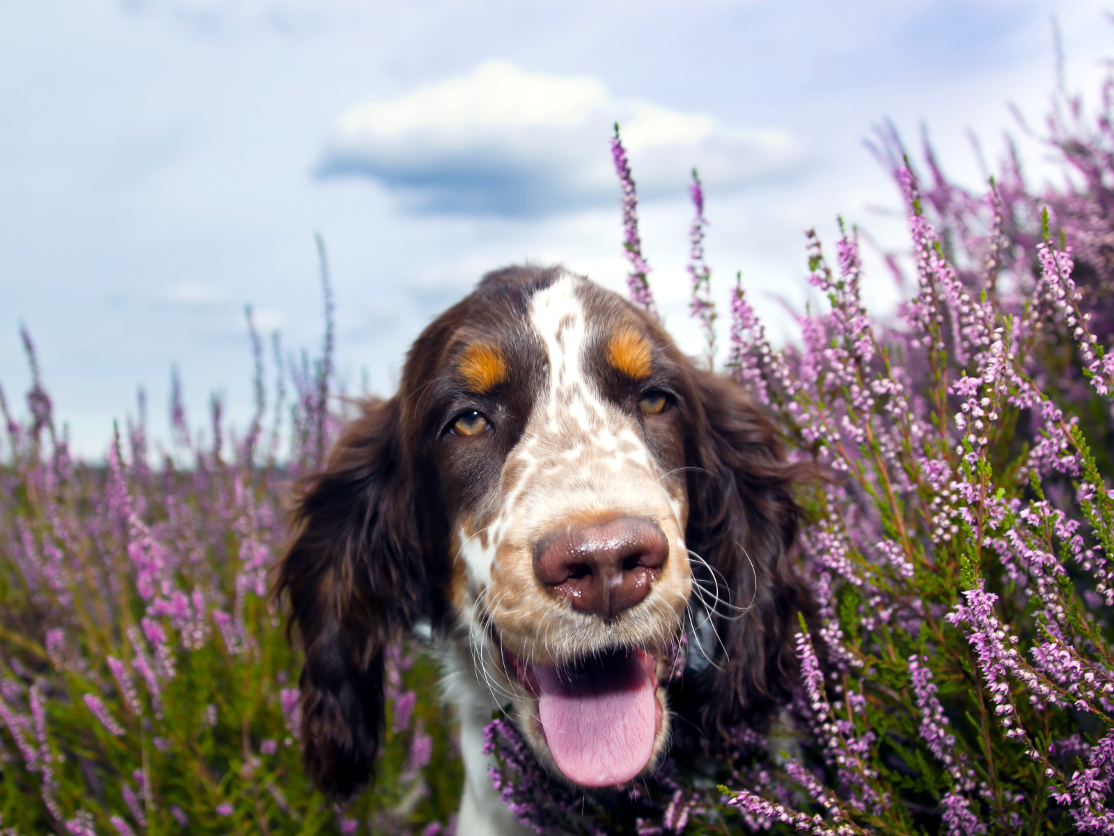 Спаниель с мокрым носом и высунутым языков гуляет по фиолетовых цветах