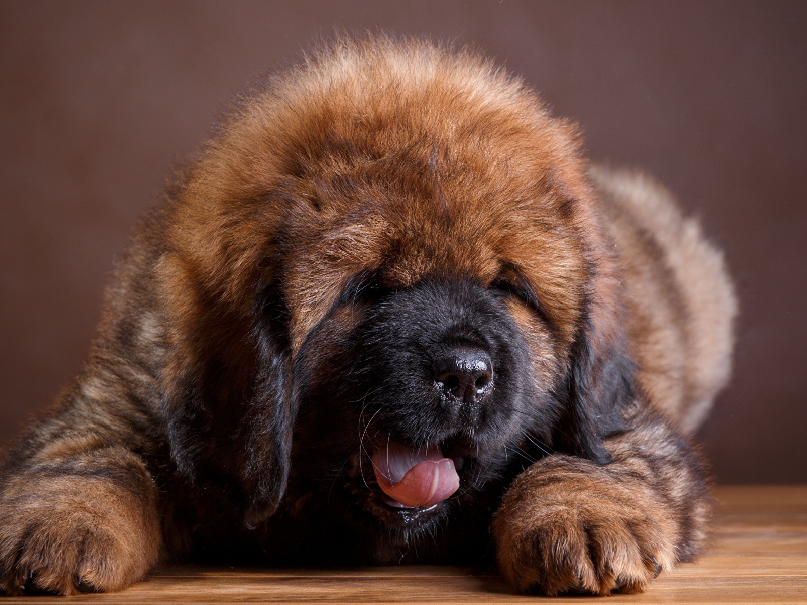 Милый пушистый щенок тибетского мастифа с высунутым языком