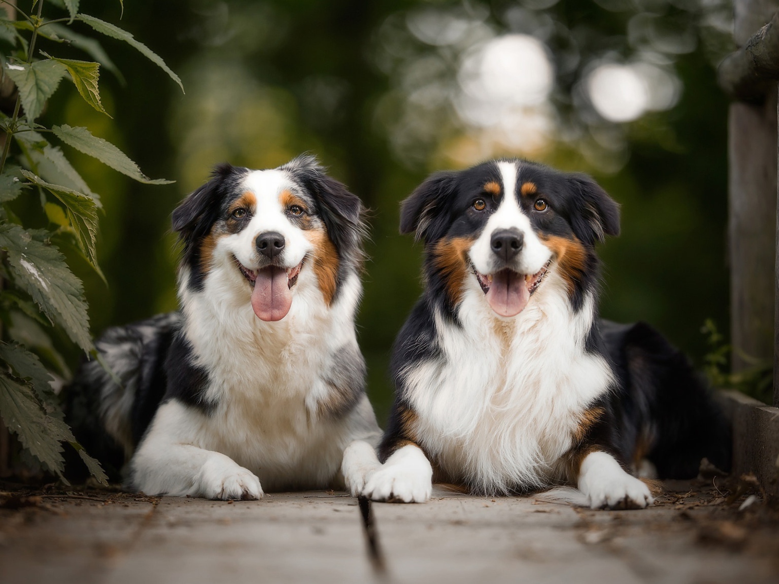 Две австралийские овчарки лежат в высунутым языком