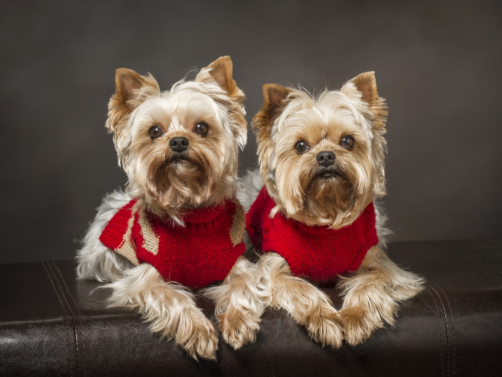 Два йоркширских терьера в красных свитерах