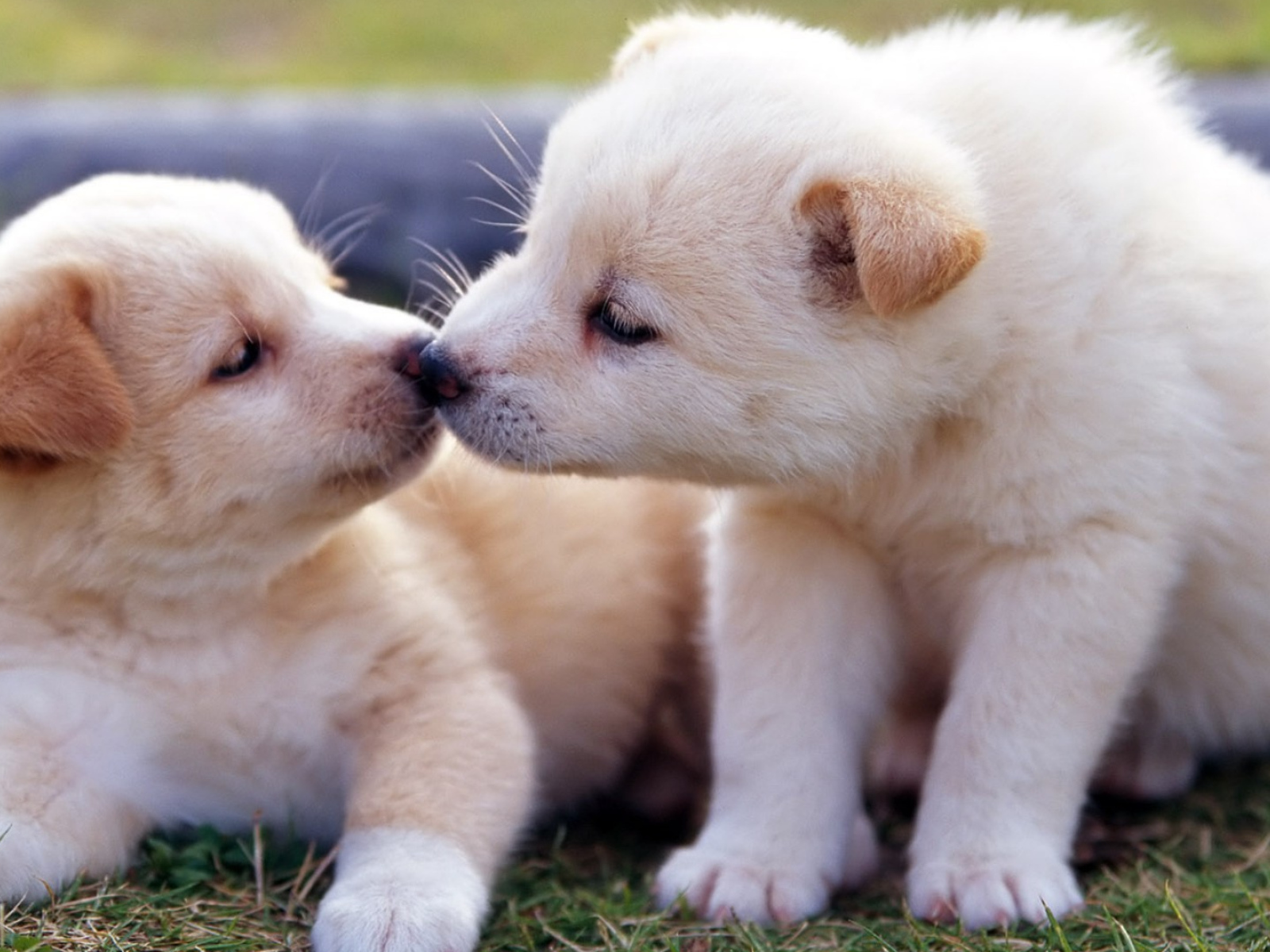 Два маленьких  забавных щенка золотистого ретривера 