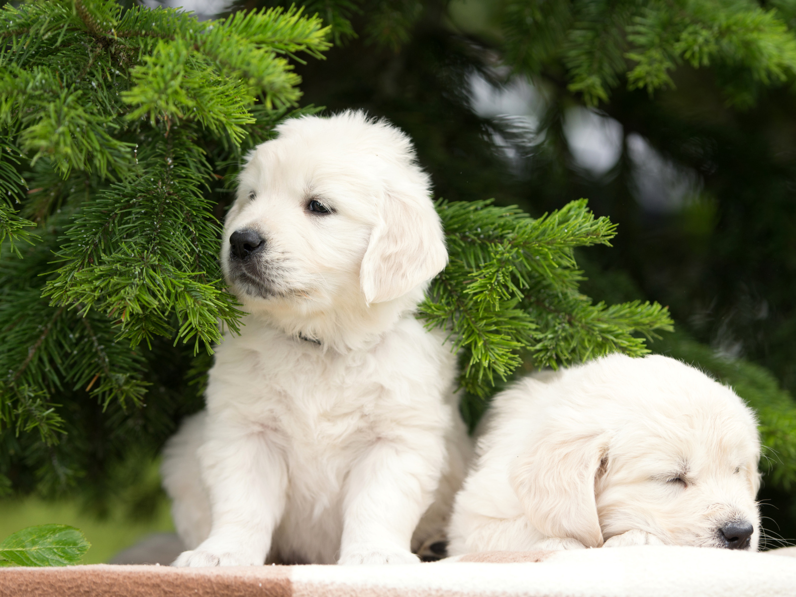 Два щенка золотистого ретривера у зеленой ветки ели