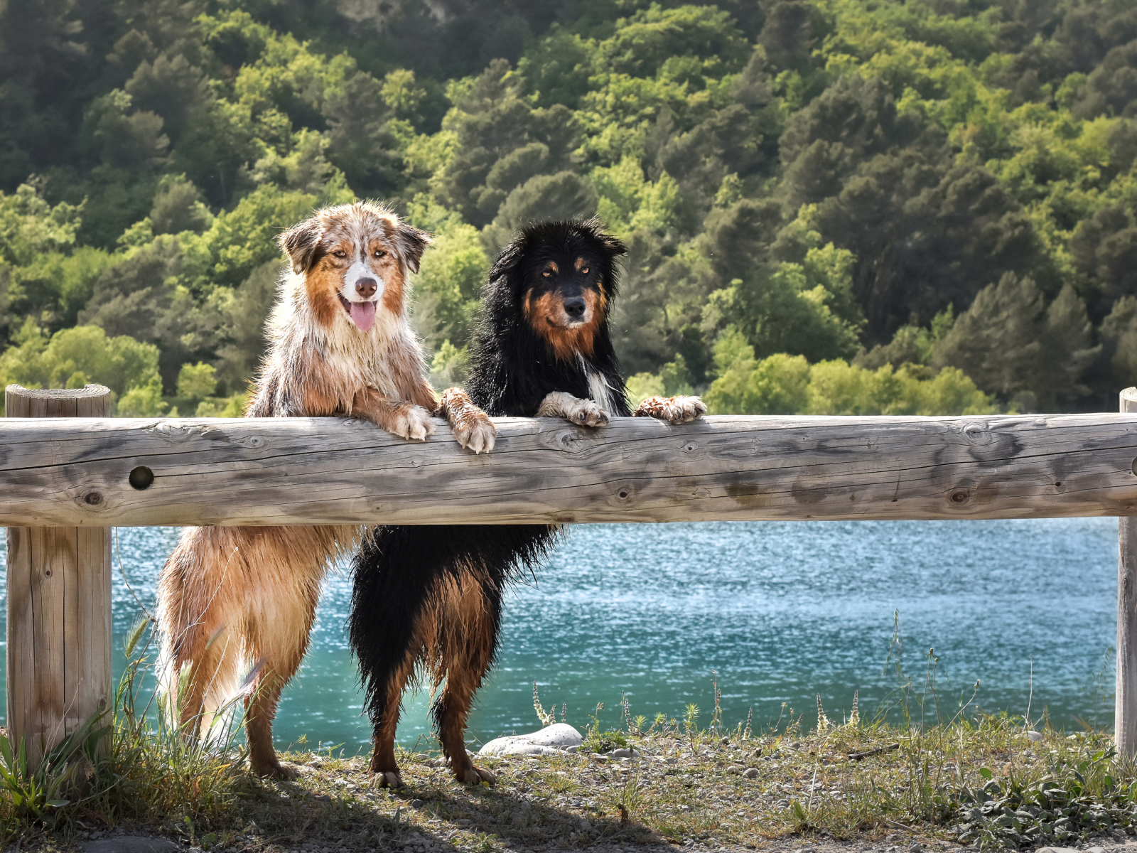 Две мокрых собаки породы Австралийская Овчарка