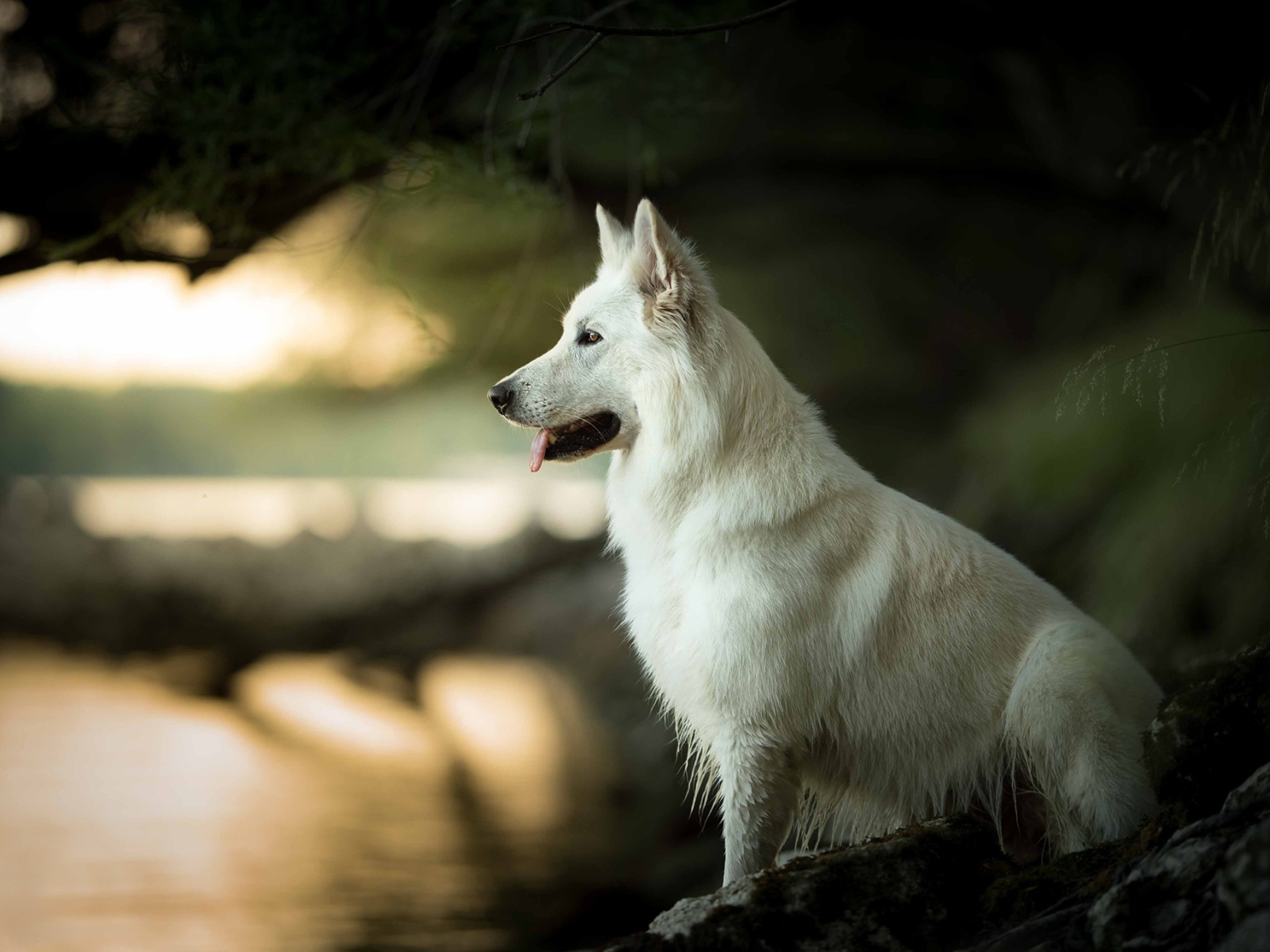 Белая швейцарская овчарка с высунутым языком сидит на камне