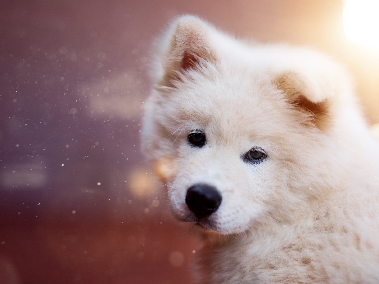 Белый пушистый щенок самоедской собаки