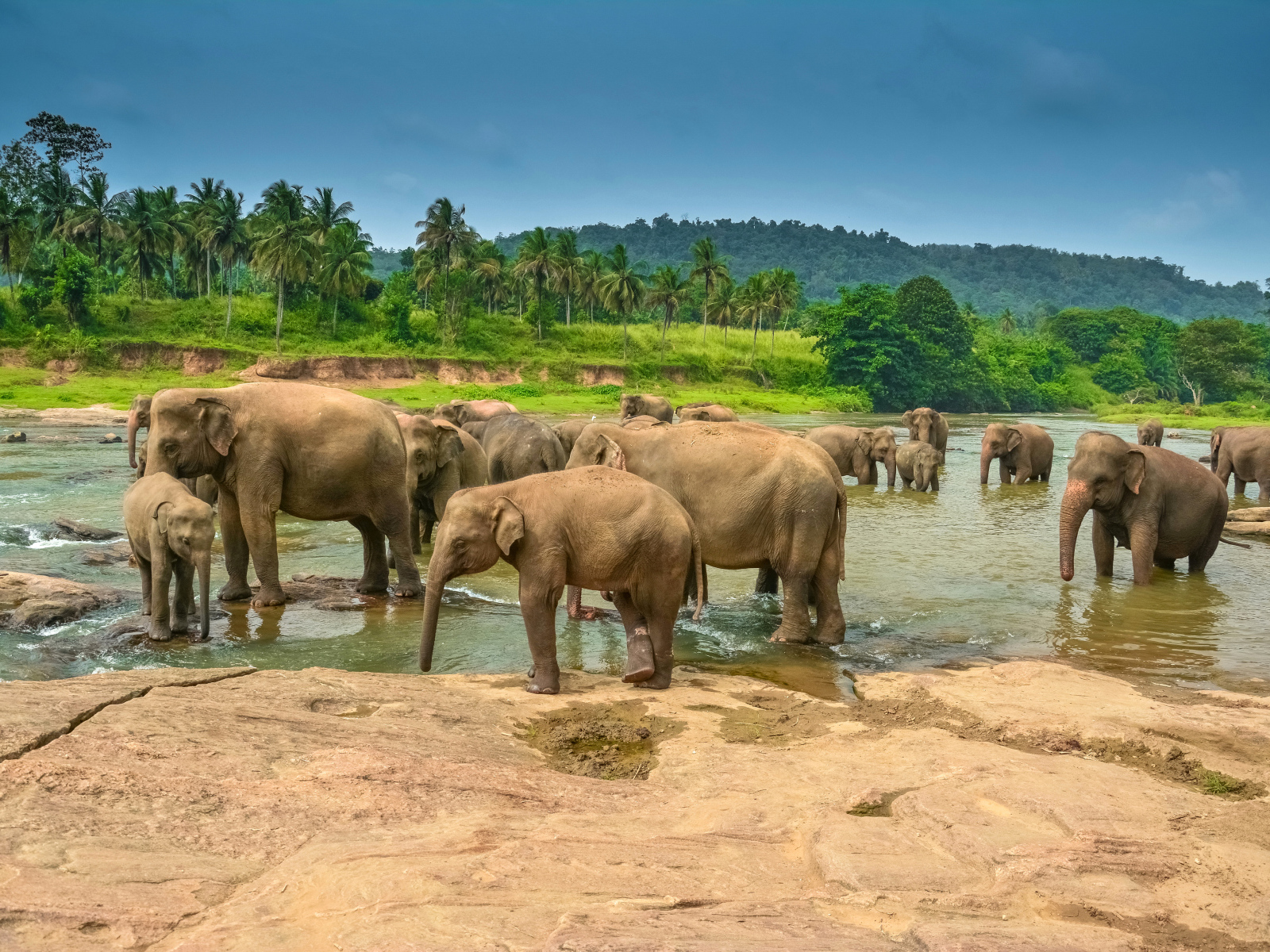 Стадо слонов купается в водоеме