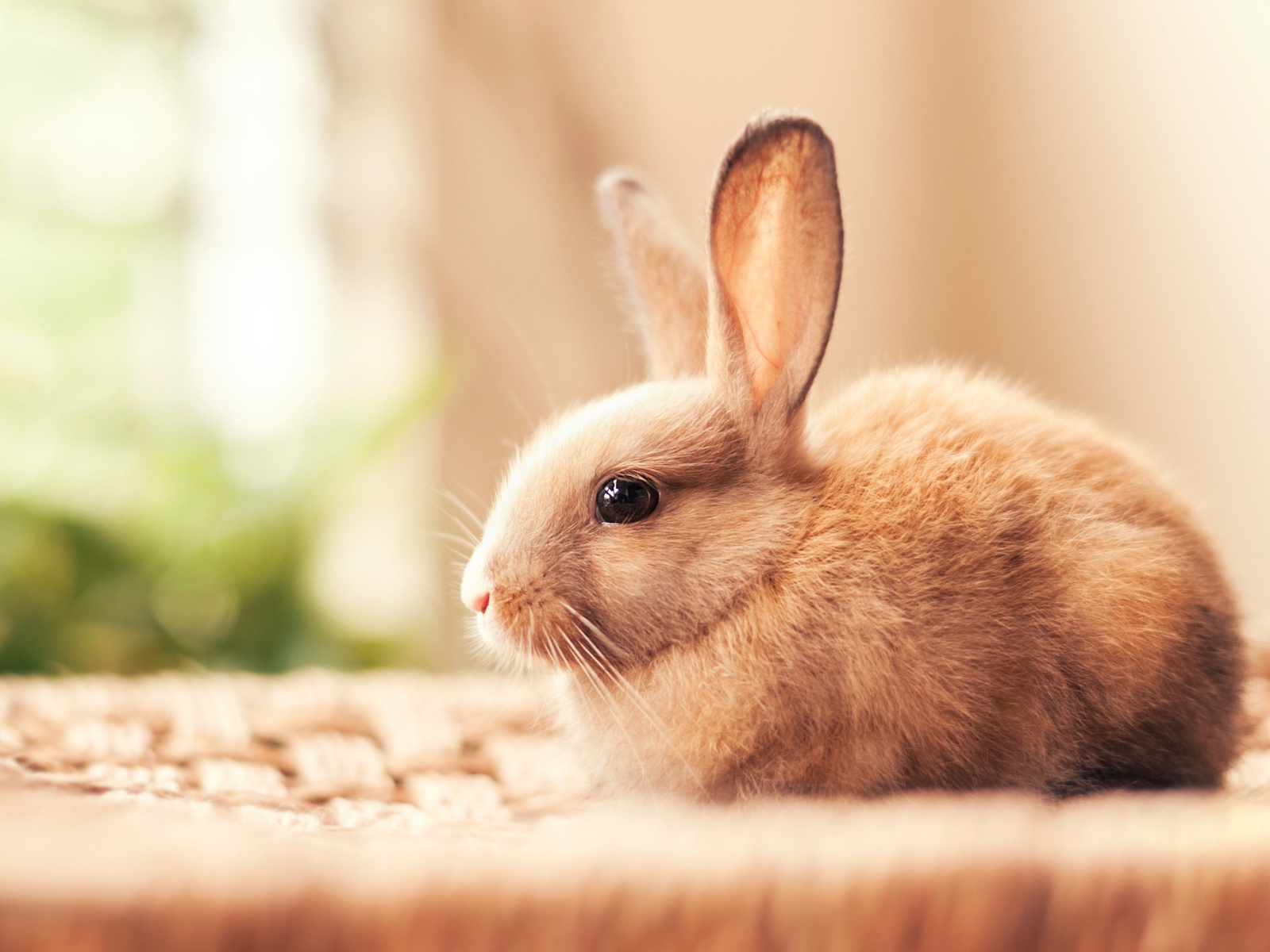 Маленький красивый декоративный кролик