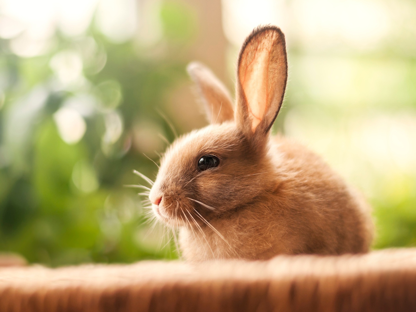 Милый декоративный кролик с длинными ушами 