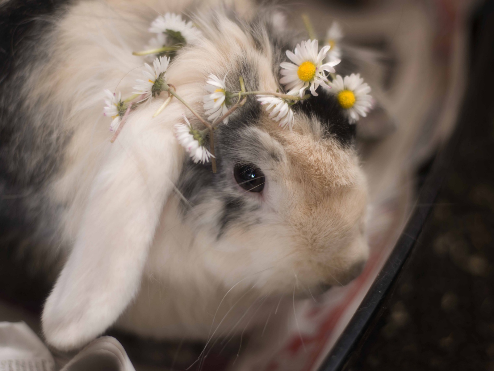 Маленький декоративный кролик с ромашками 